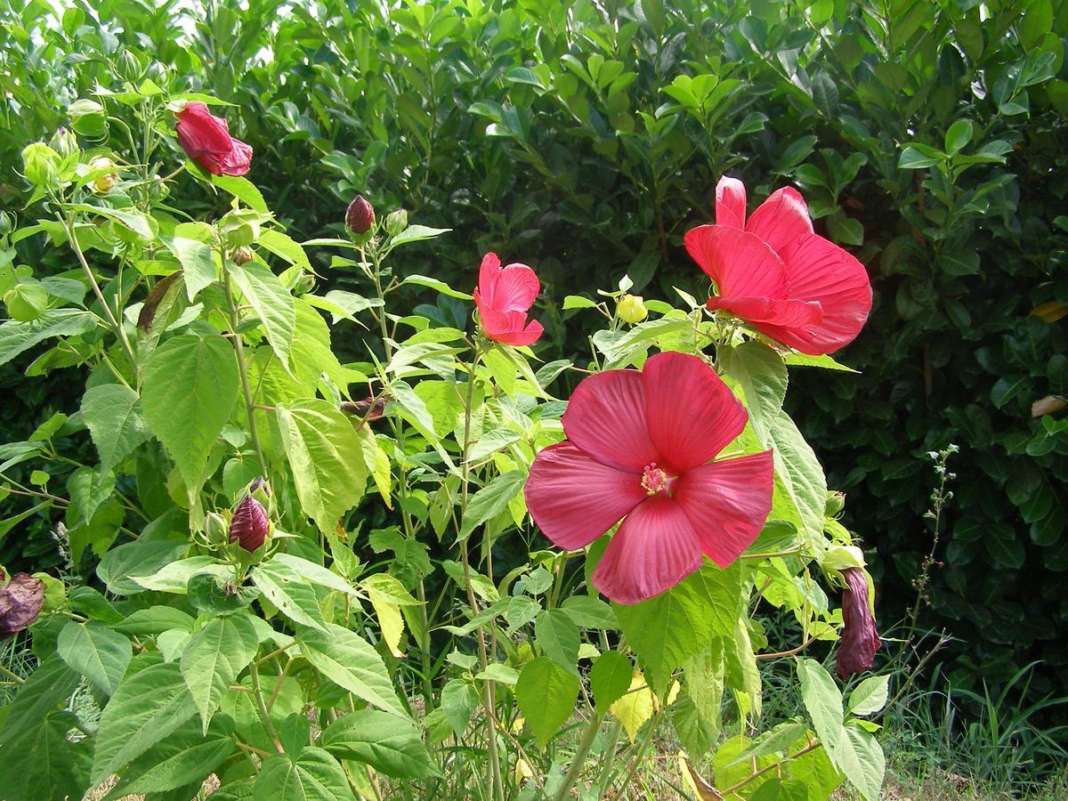Le Bord De L'Eau Bed & Breakfast Sainte-Terre Dış mekan fotoğraf